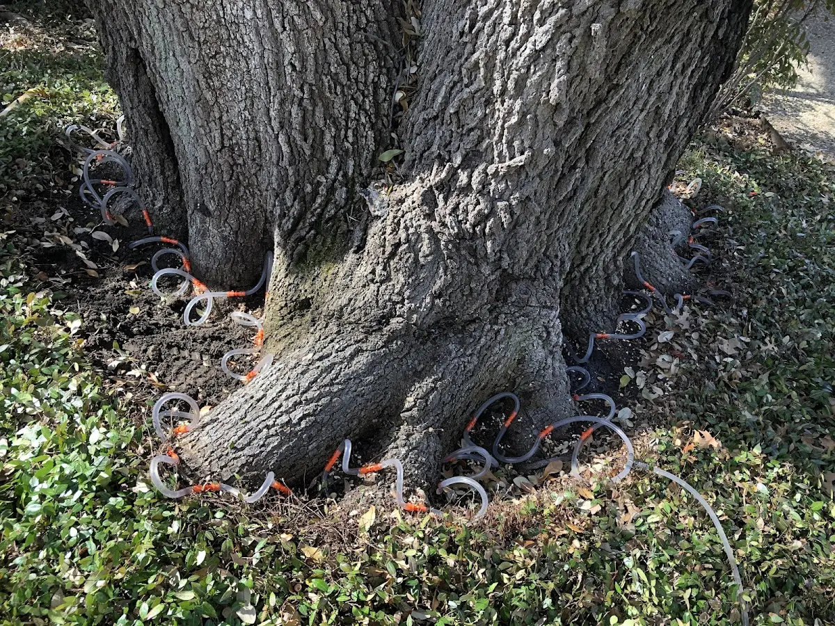 Detailed Tree Cabling and Bracing job site in Loop