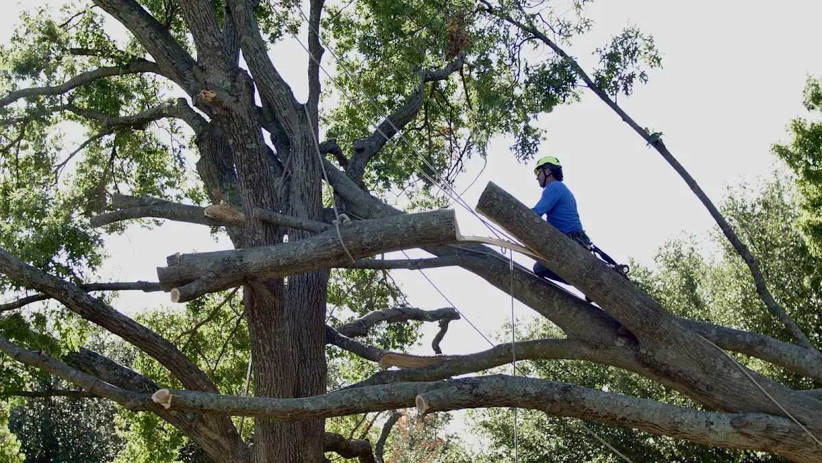 Professional Crown Thinning performed by certified arborists in Loop