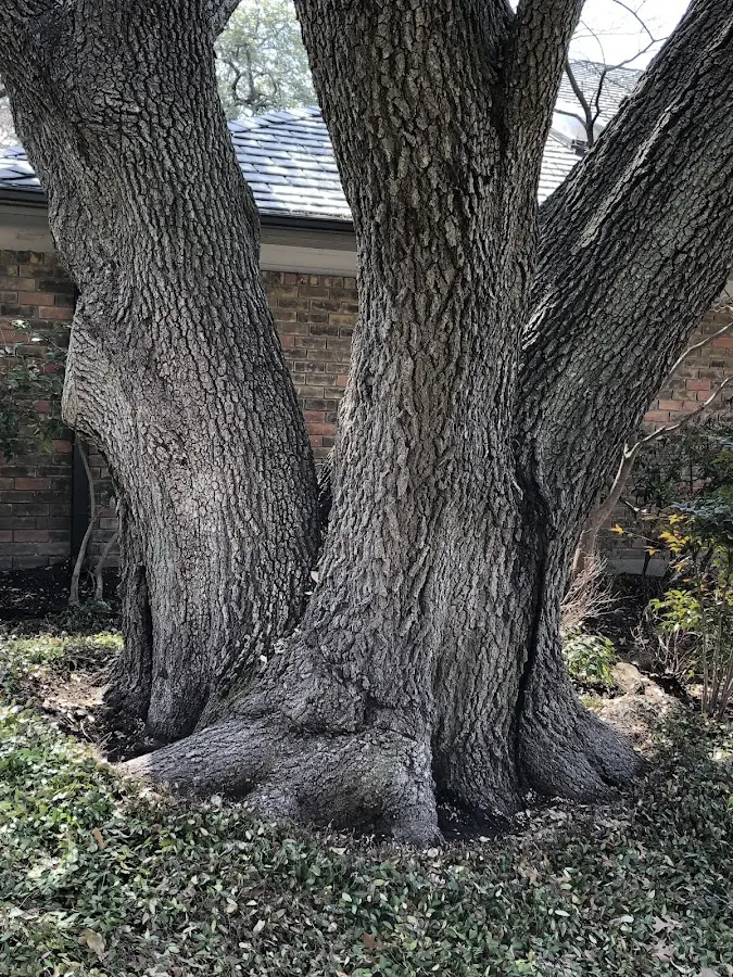 Mature heritage tree close to a Loop property cared for by certified arborists